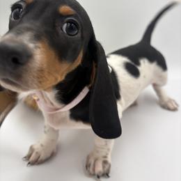 Dachshund Puppies from Pine & Pasture Dachshunds
