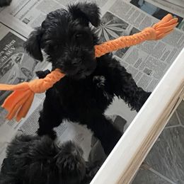 Miniature Schnauzer Puppies from Four Seasons Schnauzers