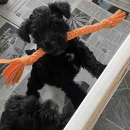 Miniature Schnauzer Puppies from Four Seasons Schnauzers