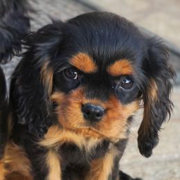 Commit - Black and tan male Cavalier King Charles Spaniel puppy in Winnemucca, Nevada from Ruby Mountain Cavaliers