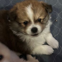 Boy 2 - Tri-colored male Pomeranian puppy in Decatur, Iowa from Lisa Greenhalgh