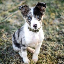 Border Collies and Golden Retrievers from R3 Sport Dogs (Rafter 3 Ranch)