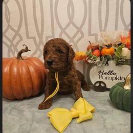 Yellow female - Red  female Goldendoodle puppy in Haughton, Louisiana from Bailey’s Cajun Canines