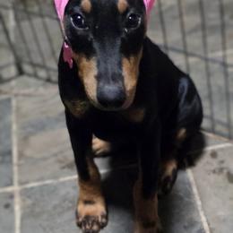 Girl 4 - female Doberman Pinscher puppy in Houston, Texas from Tycho's Dobermans