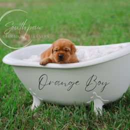 Labrador Retriever Puppies from Southpaw Labrador Retrievers