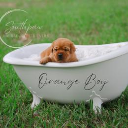 Labrador Retriever Puppies from Southpaw Labrador Retrievers