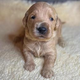 Latte - Apricot male Goldendoodle puppy in Summerville, South Carolina from Pawmazing Doodles