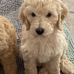 Australian Cobberdog Puppies from Mud Pies Australian Cobberdogs