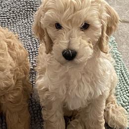 Australian Cobberdog Puppies from Mud Pies Australian Cobberdogs