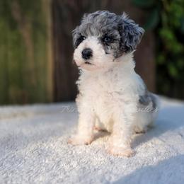 Estelle - Blue merle female Aussiedoodle puppy in Centreville, Mississippi from Trin's Designer Doodles
