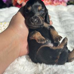 Reed - Black and tan male Dachshund puppy in Lakeland, Florida from Elite Doxies Florida