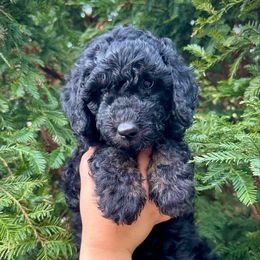Nymphadora - Black phantom female Aussiedoodle puppy in Upper Lake, California from Redwood Aussiedoodles