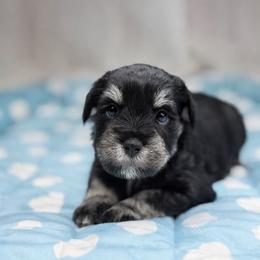 Gus - Black and silver male Miniature Schnauzer puppy in Montebello, California from Rod Schnauzers