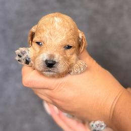 Rocky - Apricot male Goldendoodle puppy in Sacramento, California from GoldenDoodle Love