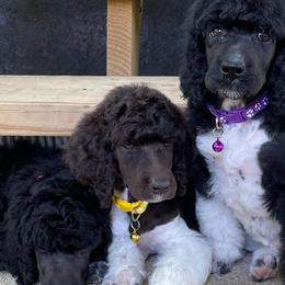 Poodles from Criggle’s Poodles