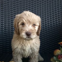 Boy 2 - Lavendar male Australian Labradoodle puppy in Morristown, New Jersey from English Manor Labradoodles