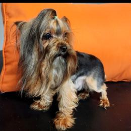 Simbaa - Yorkshire Terrier