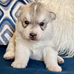 Gray boy - Gray and white male Siberian Husky puppy in Jacksonville, North Carolina from Seabound Siberians
