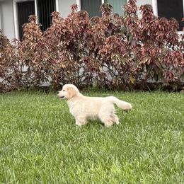 Golden Retriever Puppies from Canyon Ridge Goldens