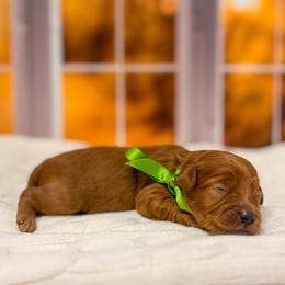 Spike (Green Collar) - Red  male Goldendoodle puppy in Santa Clara, Utah from Desert Dawn Doodles