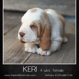 Keri - Mahogany and white female Basset Hound puppy in Jefferson City, Missouri from Triple Hill Farm