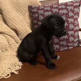 Midnight - Black female Cane Corso puppy in Utah from 3Lake Kennelz