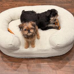 Brussels Griffon and French Bulldog All Grown Up from Team Grubb Frenchies / Grubb's Grumpy Griffs