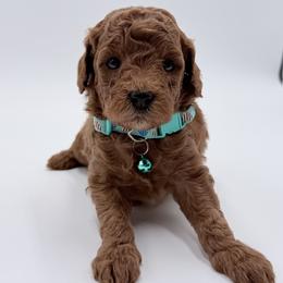 Boy 1 - Apricot male Goldendoodle puppy in Sacramento, California from Goldendoodlesca
