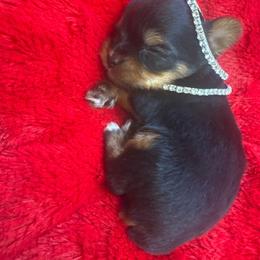 Boy 2 - Black and gold male Yorkshire Terrier puppy in Detroit, Michigan from Friends4everkennel LLC