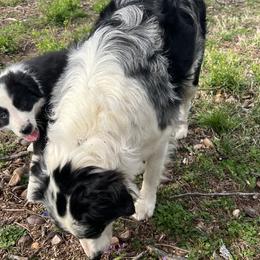 Border Collie Puppies from Roaring River Border Collies