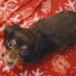 Dachshund Puppies from Darling Dachshunds