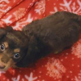 Dachshund Puppies from Darling Dachshunds