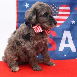 Yankee - Merle male Bernedoodle puppy in Westminster, South Carolina from Goldendoodlepuppiessc