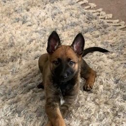 Belgian Malinois and Working Cross Puppies from L G Kennels
