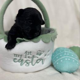 Boy 2 - Black male Scottish Terrier puppy in Scurry, Texas from Starlight Scotties of Texas