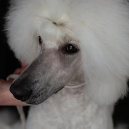 CoCo - Poodle