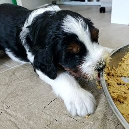 Aussiedoodle Puppies from Southwest Florida Doodles