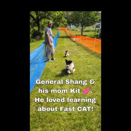 General Shang - Black and tan male Pembroke Welsh Corgi puppy in Charleston, West Virginia from Lone Pine Corgis