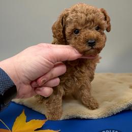 Poodle Puppies from KC Poodles of PA