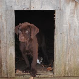 Labrador Retriever Puppies from Post Family Retrievers