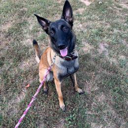 Ivy - Fawn female Belgian Malinois puppy in Westminster, South Carolina from Fromage Malinois