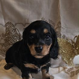 Tootsie - Black and tan female Dachshund puppy in Bergen, New York from T. Rex Doxies & Friends