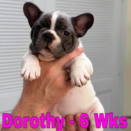 French Bulldog Puppies from Pardon My Frenchies