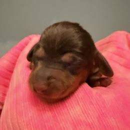 Bonnie - Chocolate and tan female Dachshund puppy in Alva, Florida from Salty C's Dachshunds