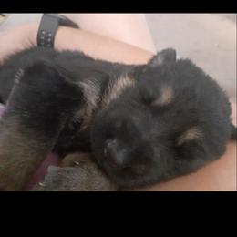 German Shepherd Puppies from Flussufer German Shepherds