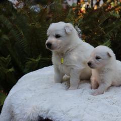 Berger Blanc Suisse Puppies from Apex Winters Wind