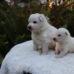 Berger Blanc Suisse Puppies from Apex Winters Wind