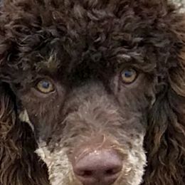 Aussiedoodles, Miniature Australian Shepherds, and Poodles from Classic K9’s  Aussies & Doodles