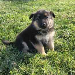 Gabby - Black and red female German Shepherd puppy in Whitewater, California from Vom Haus Metzler Shepherds