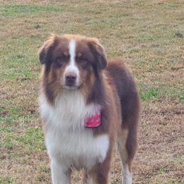 Australian Shepherds from Ellison Family Homestead